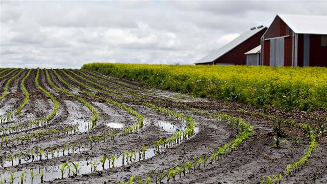 Landbounuus-podcast: NK begin nuwe jaar met wydverspreide reën | News Article