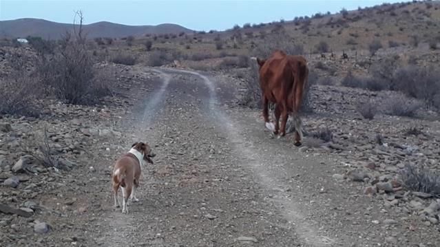 Sentraal Karoo worstel steeds met droogte | News Article