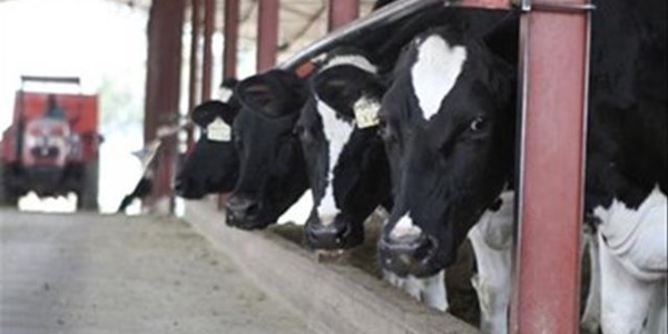 Neem deel aan 2021 se SA Suiwelkampioenskappe Neem deel aan 2021 se SA Suiwelkampioenskappe | News Article
