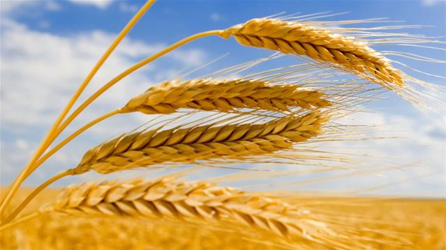 Agri-Uur: Jongste Safex-nuus | News Article