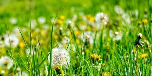 Pollen report for 8 - 14 January 2021 Pollen report for 8 - 14 January 2021 | News Article
