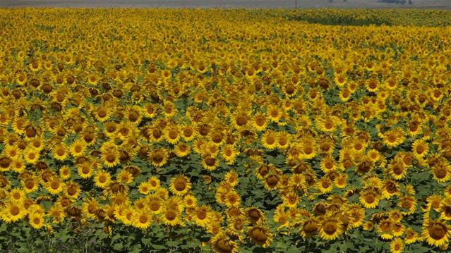 Agri-Uur: Jongste Safex-nuus | News Article
