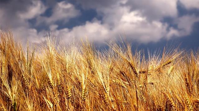 Agri News Podcast: SA boasts above average winter crops  | News Article
