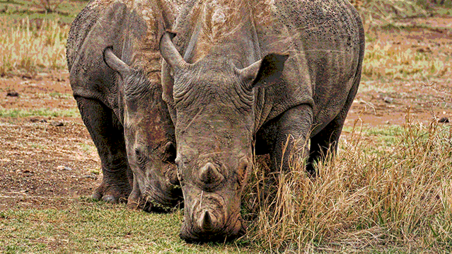 Rhino poaching in SA decreases by 33% | News Article