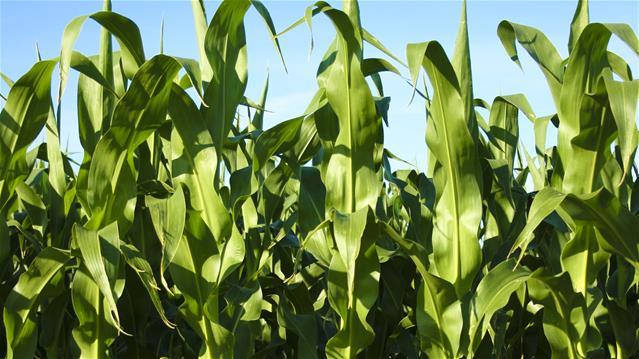 Agri-Uur: Jongste Safex-nuus | News Article