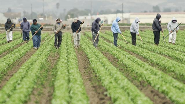 Landbounuus-podcast: Kommer weens nuwe minimumloon | News Article