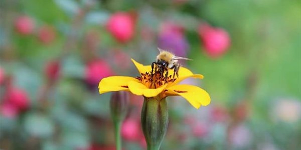 Pollen report for 12 - 18 February 2021 Pollen report for 12 - 18 February 2021 | News Article