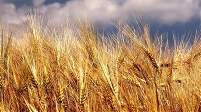 #Agbiz: SA’s agricultural exports second-largest in 2020 | News Article