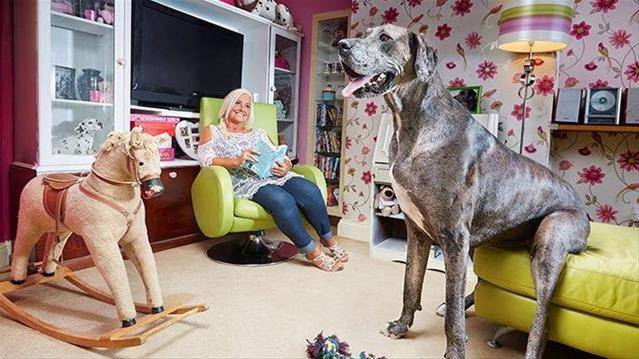 Tallest dog in the world dies | News Article
