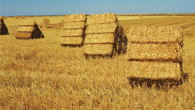 Agri podcast: Sector needs continuous support - Agri SA | News Article