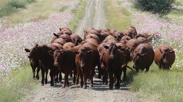 Farmers should vaccinate livestock against Rift Valley Fever | News Article