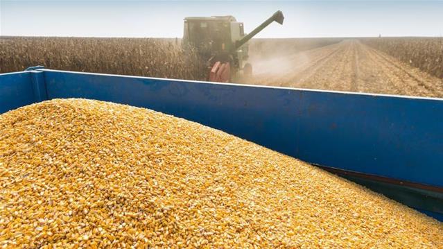 #Agbiz: SA summer grains planting data reaffirms positive outlook  | News Article