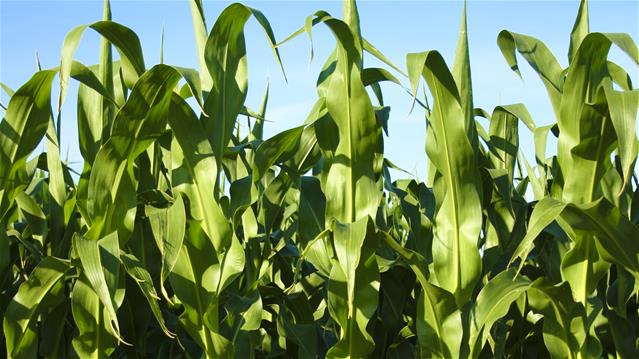 Landbounuus-podcast: Onlangse oorstomings hou 'n risiko vir aanplantings | News Article
