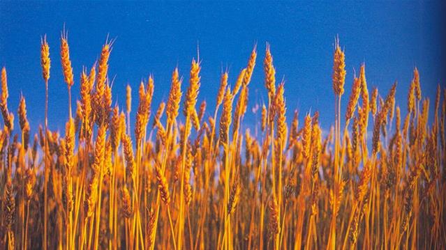 Agri-Uur: Jongste Safex-nuus | News Article