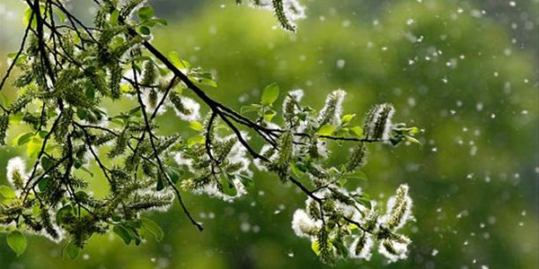 Pollen report for 19 - 25 February 2021 Pollen report for 19 - 25 February 2021 | News Article