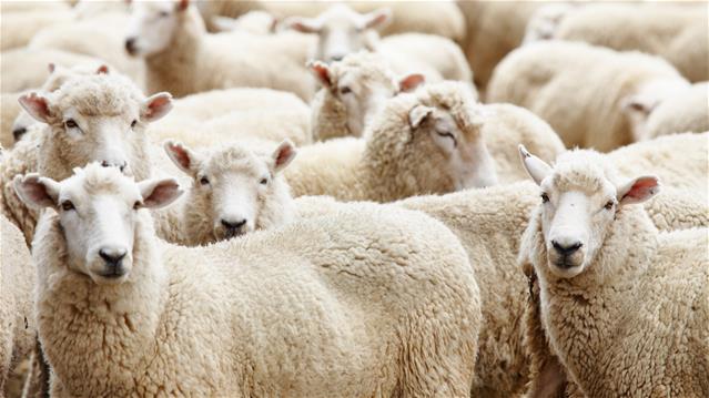 Landbounuus-podcast: VS-boer verloor miljoene ná bedrogspul met vee | News Article