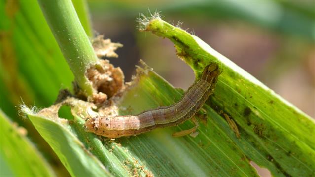 Department urge farmers to be on the lookout for Fall Armyworms | News Article