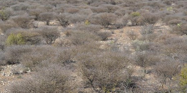 Droogte in die NK steeds 'n bron van kommer | News Article