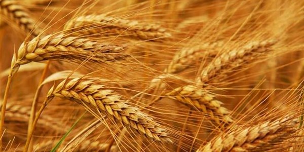 Agri-Uur: Jongste Safex-nuus Agri-Uur: Jongste Safex-nuus | News Article