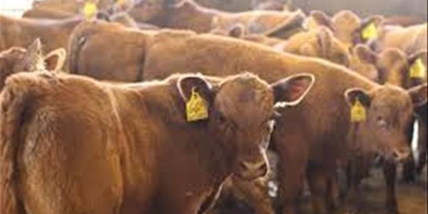 Stock theft suspects remained in custody Stock theft suspects remained in custody | News Article