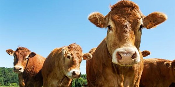 Expert explains cattle health programme | News Article