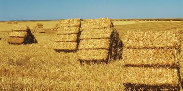 Critical data on SA agricultural sector expected this week  | News Article