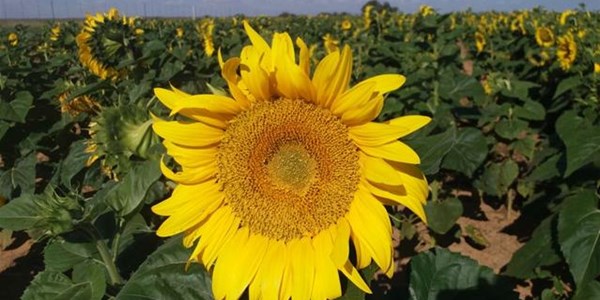 Agri-Uur: Jongste Safex-nuus Agri-Uur: Jongste Safex-nuus | News Article