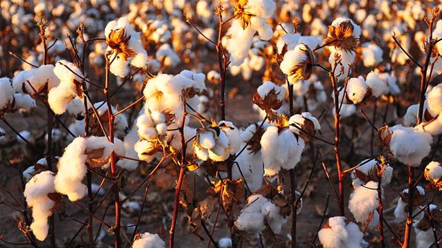 Landbounuus-podcast: Departement van landbou wil beter diens lewer | News Article