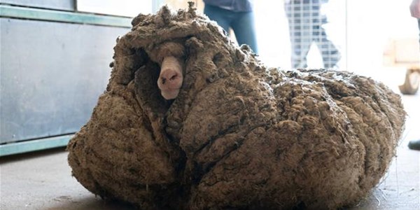 Recovered sheep loses 35kg of fleece | News Article