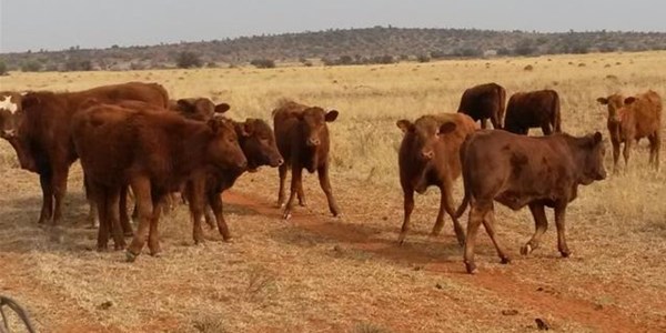 Vrystaatse boere moet bewus wees van veesiektes | News Article