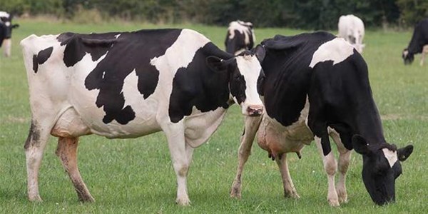 Die wel en weë van 'n opkomende melkboer Die wel en weë van 'n opkomende melkboer | News Article