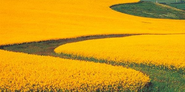 Agri-Uur: Jongste Safex-nuus Agri-Uur: Jongste Safex-nuus | News Article