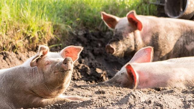 African Swine Fever's detrimental effects discussed | News Article