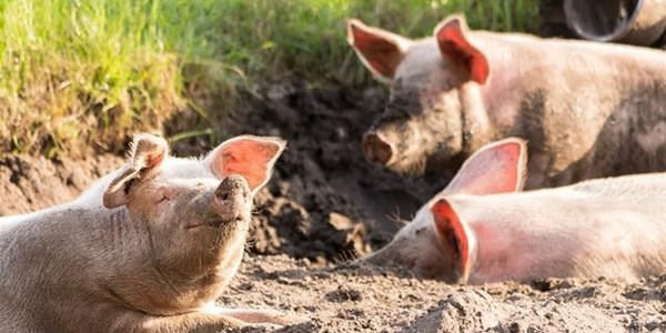 African Swine Fever's detrimental effects discussed | News Article