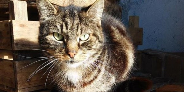 Cat reunited with family after 14 years  | News Article