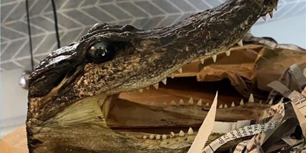 Eighty alligator heads seized in UK police raid | News Article