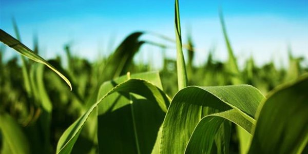 Agri-Uur: Jongste Safex-nuus Agri-Uur: Jongste Safex-nuus | News Article
