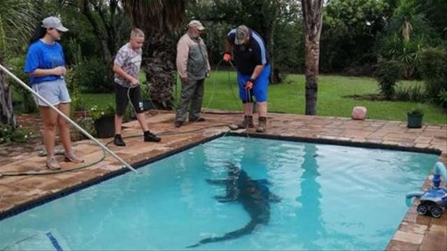 How did a crocodile end up in North West family’s pool? | News Article