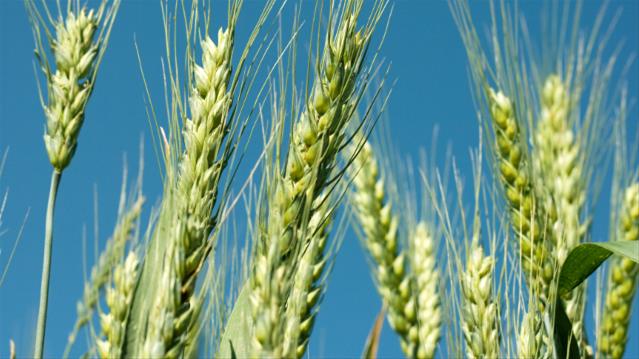 Agri-Uur: Jongste Safex-nuus | News Article