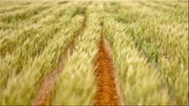 Agri-Uur: Jongste Safex-nuus | News Article