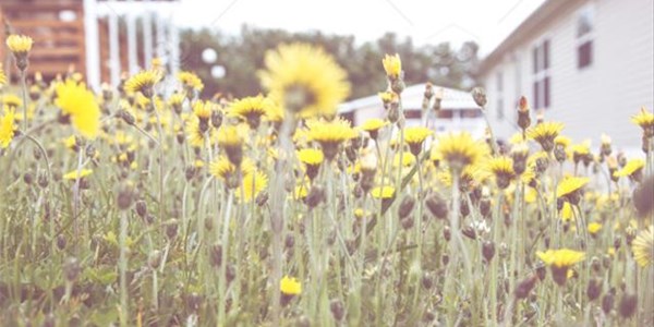 Pollen report for 5 - 11 February 2021 Pollen report for 5 - 11 February 2021 | News Article