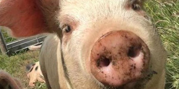 Practise good biosecurity to prevent ASF outbreaks Practise good biosecurity to prevent ASF outbreaks | News Article