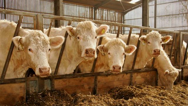 Agri podcast: Stock theft in the spotlight  | News Article