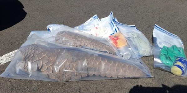 Four in custody over endangered species Four in custody over endangered species | News Article