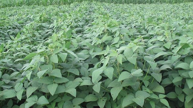 #Agbiz: Soybean production offers no immediate input-cost respite for poultry farmers | News Article