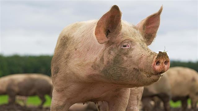 Agri News Podcast: Good biosecurity could prevent ASF outbreaks | News Article