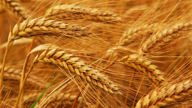 Agri-Uur: Jongste Safex-nuus | News Article