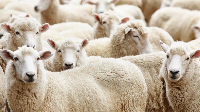 Veilingspryse vir lewendehawe lyk steeds goed | News Article