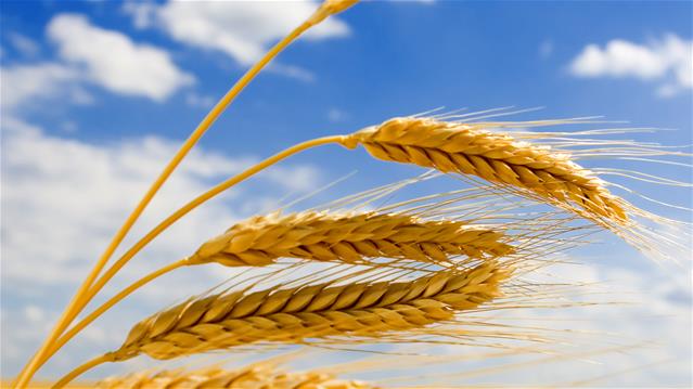 Agri-Uur: Jongste Safex-nuus | News Article