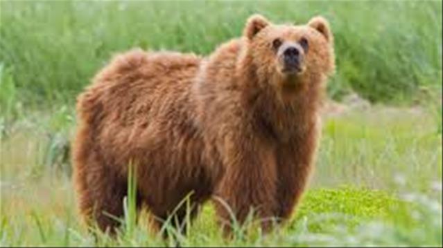 Bear chases ski instructor down slope | News Article